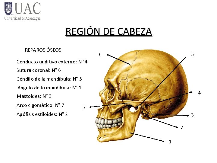 REGIÓN DE CABEZA REPAROS ÓSEOS 6 5 Conducto auditivo externo: N° 4 Sutura coronal: