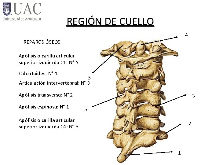 REGIÓN DE CUELLO 4 REPAROS ÓSEOS Apófisis o carilla articular superior izquierda C 1: