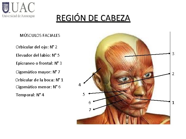 REGIÓN DE CABEZA MÚSCULOS FACIALES Orbicular del ojo: N° 2 3 Elevador del labio: