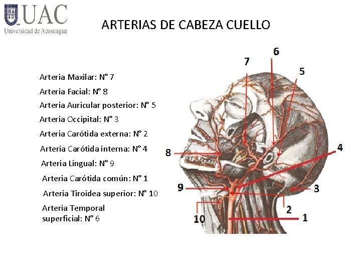 ARTERIAS DE CABEZA CUELLO Arteria Maxilar: N° 7 Arteria Facial: N° 8 Arteria Auricular