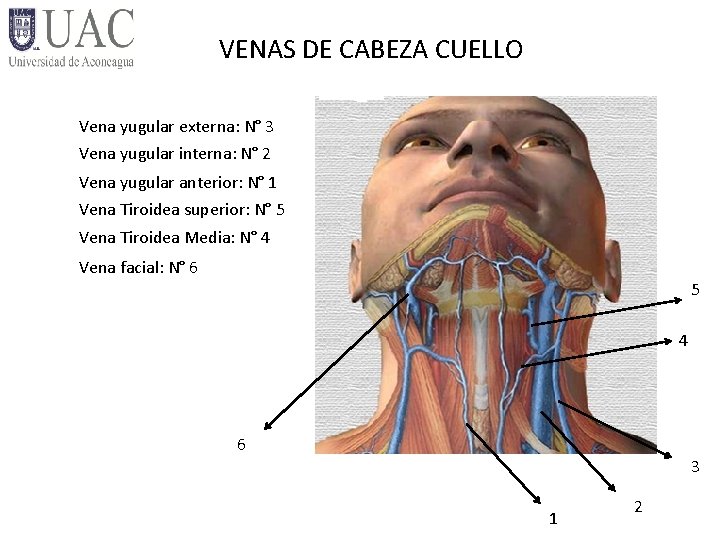 VENAS DE CABEZA CUELLO Vena yugular externa: N° 3 Vena yugular interna: N° 2