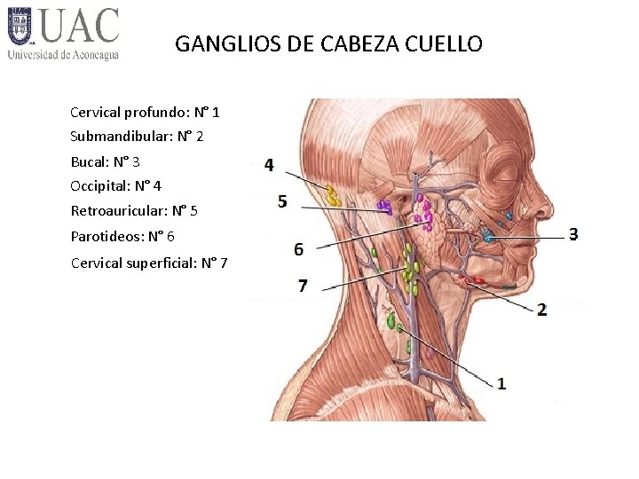 GANGLIOS DE CABEZA CUELLO Cervical profundo: N° 1 Submandibular: N° 2 Bucal: N° 3