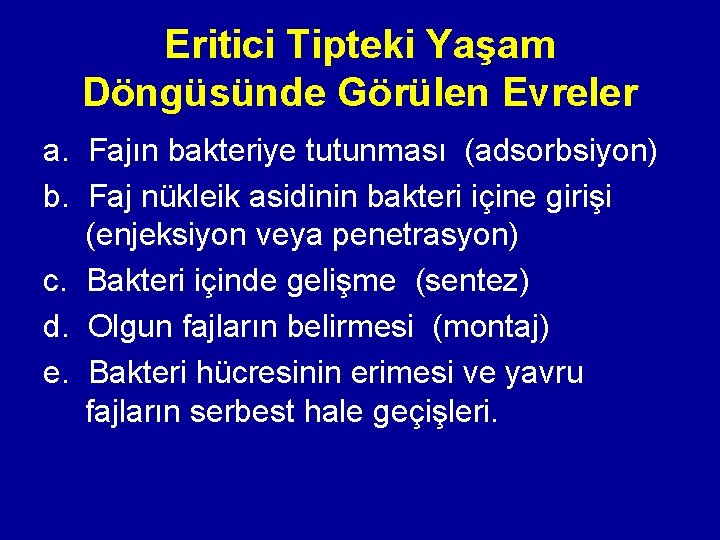 Eritici Tipteki Yaşam Döngüsünde Görülen Evreler a. Fajın bakteriye tutunması (adsorbsiyon) b. Faj nükleik