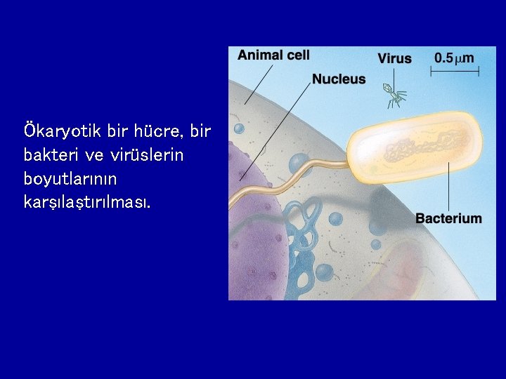 Ökaryotik bir hücre, bir bakteri ve virüslerin boyutlarının karşılaştırılması. 