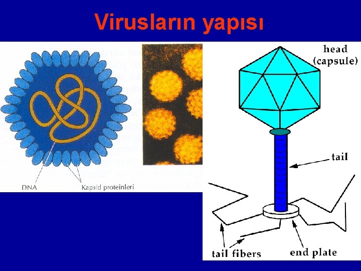 Virusların yapısı 