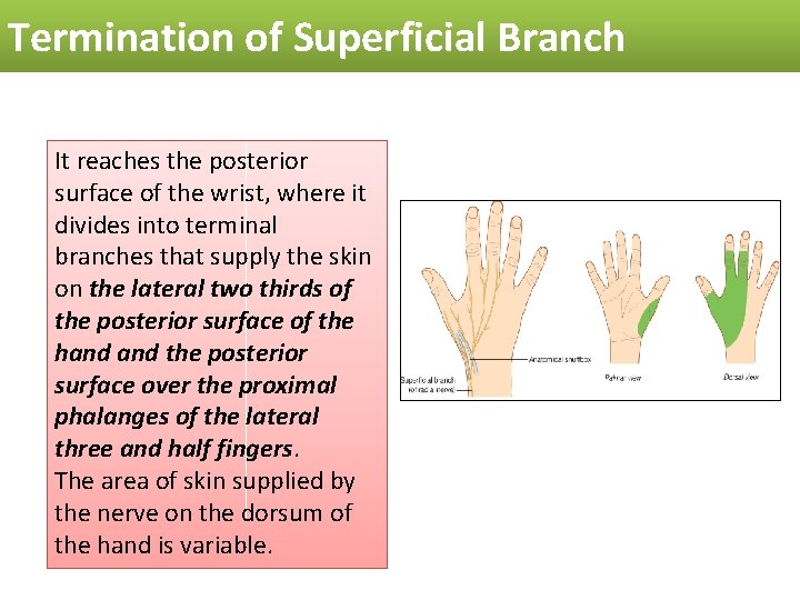 Termination of Superficial Branch It reaches the posterior surface of the wrist, where it