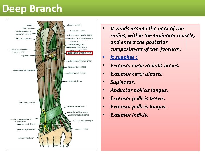 Deep Branch • It winds around the neck of the radius, within the supinator
