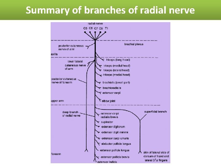 Summary of branches of radial nerve 