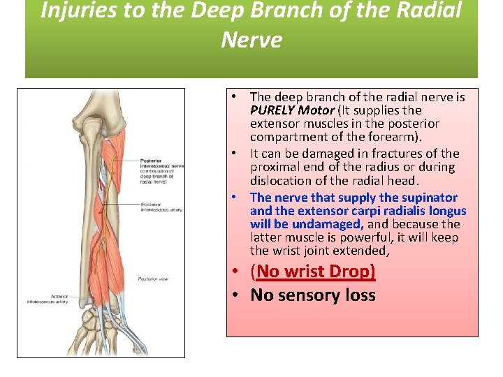 Injuries to the Deep Branch of the Radial Nerve • The deep branch of