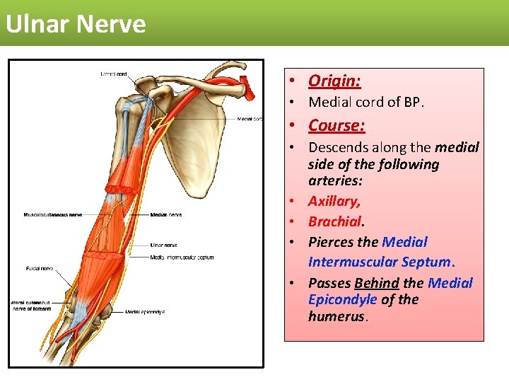 Ulnar Nerve • Origin: • Medial cord of BP. • Course: • Descends along