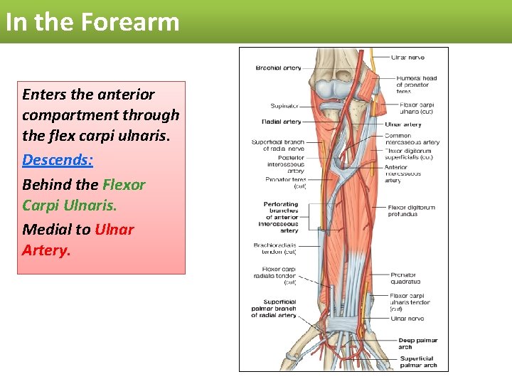In the Forearm Enters the anterior compartment through the flex carpi ulnaris. Descends: Behind