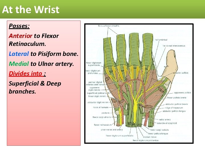 At the Wrist Passes: Anterior to Flexor Retinaculum. Lateral to Pisiform bone. Medial to