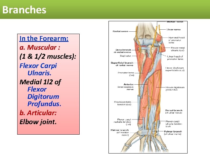 Branches In the Forearm: a. Muscular : (1 & 1/2 muscles): Flexor Carpi Ulnaris.