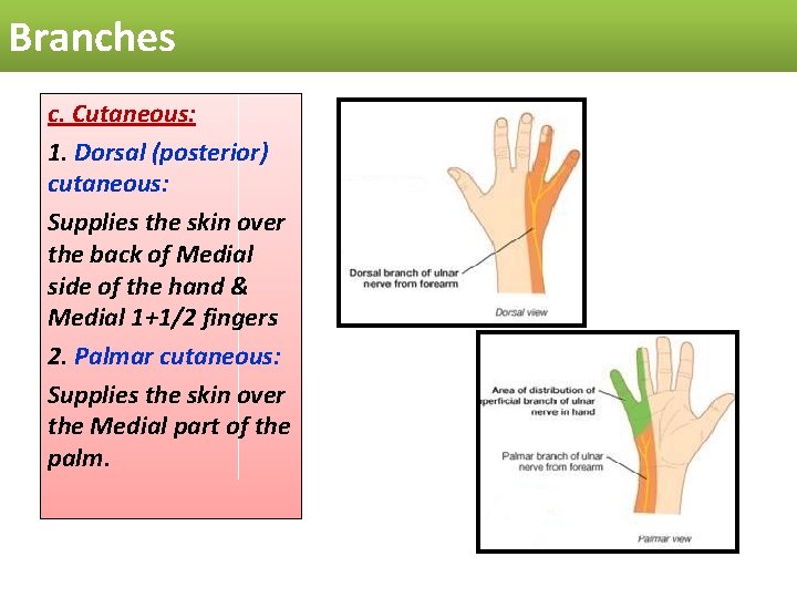 Branches c. Cutaneous: 1. Dorsal (posterior) cutaneous: Supplies the skin over the back of