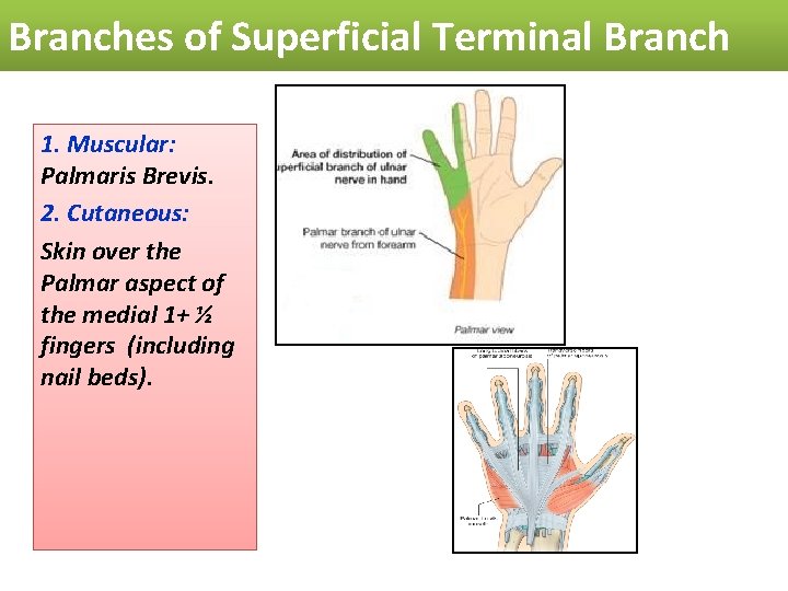 Branches of Superficial Terminal Branch 1. Muscular: Palmaris Brevis. 2. Cutaneous: Skin over the