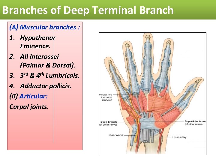 Branches of Deep Terminal Branch (A) Muscular branches : 1. Hypothenar Eminence. 2. All