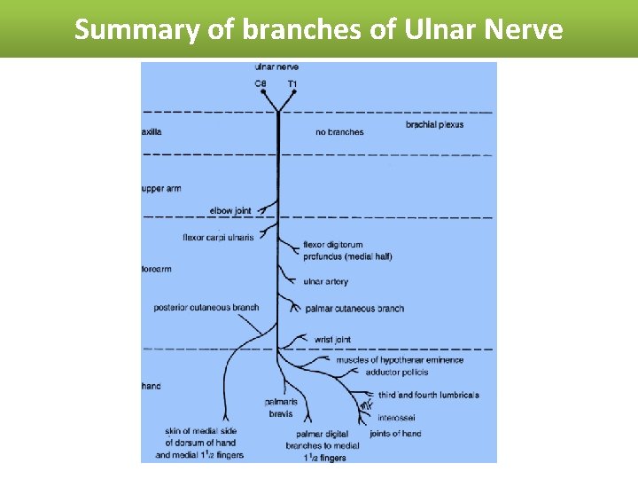 Summary of branches of Ulnar Nerve 