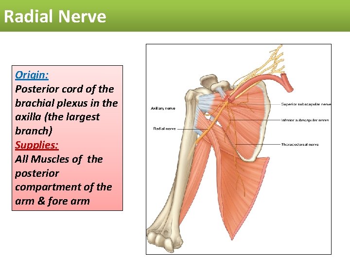 Radial Nerve Origin: Posterior cord of the brachial plexus in the axilla (the largest