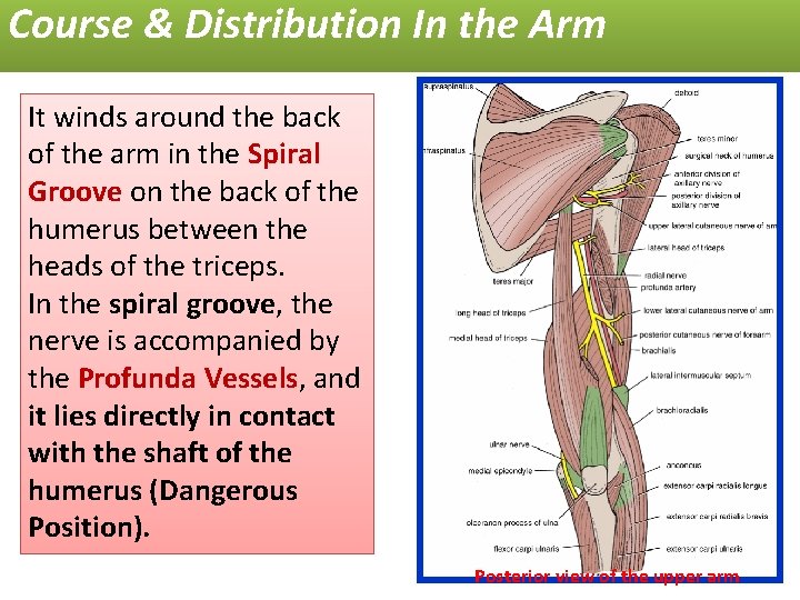 Course & Distribution In the Arm It winds around the back of the arm