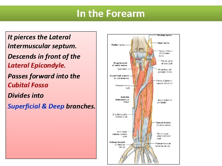 In the Forearm It pierces the Lateral Intermuscular septum. Descends in front of the