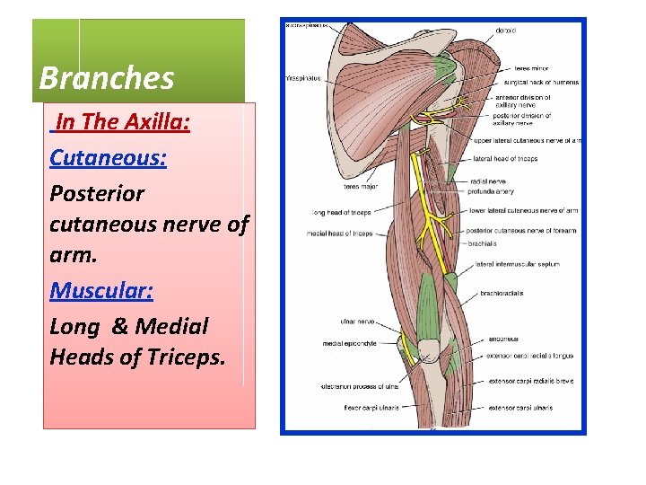 Branches In The Axilla: Cutaneous: Posterior cutaneous nerve of arm. Muscular: Long & Medial