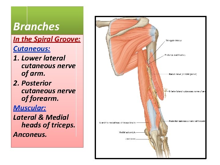 Branches In the Spiral Groove: Cutaneous: 1. Lower lateral cutaneous nerve of arm. 2.