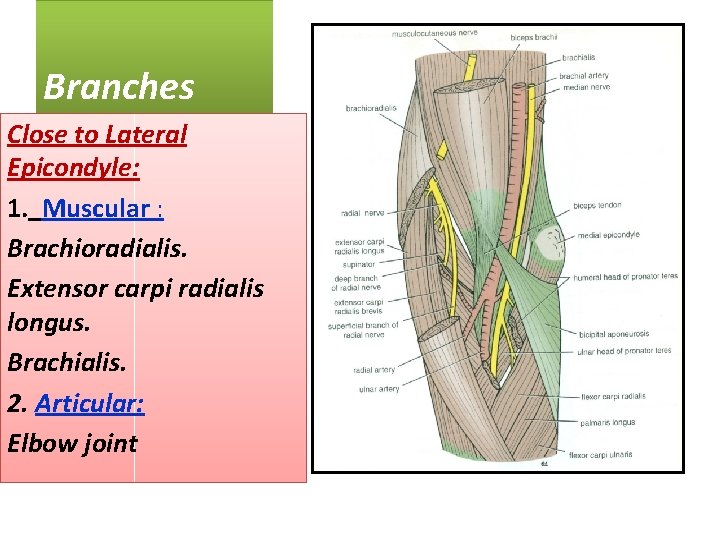 Branches Close to Lateral Epicondyle: 1. Muscular : Brachioradialis. Extensor carpi radialis longus. Brachialis.