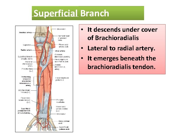 SUPERFICIAL Superficial. BRANCH Branch OF RADIAL NERVE • It descends under cover of Brachioradialis