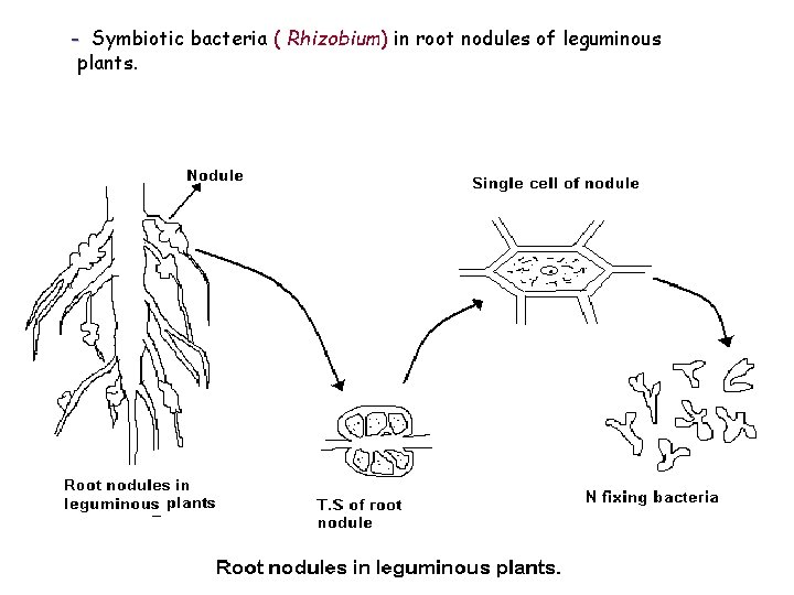 - Symbiotic bacteria ( Rhizobium) in root nodules of leguminous plants. 