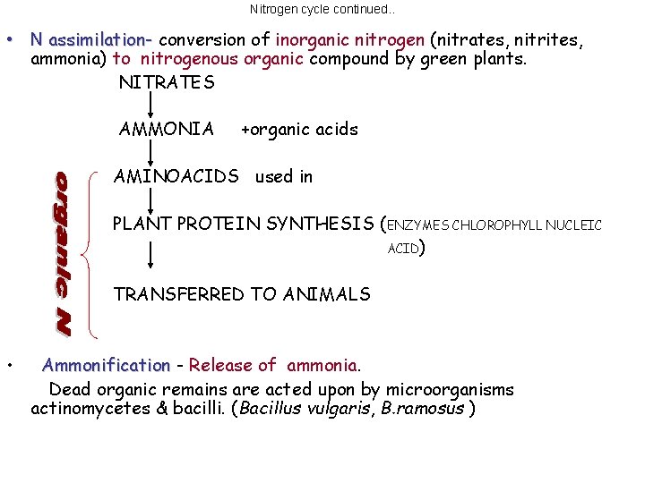 Nitrogen cycle continued. . • N assimilation- conversion of inorganic nitrogen (nitrates, nitrites, ammonia)