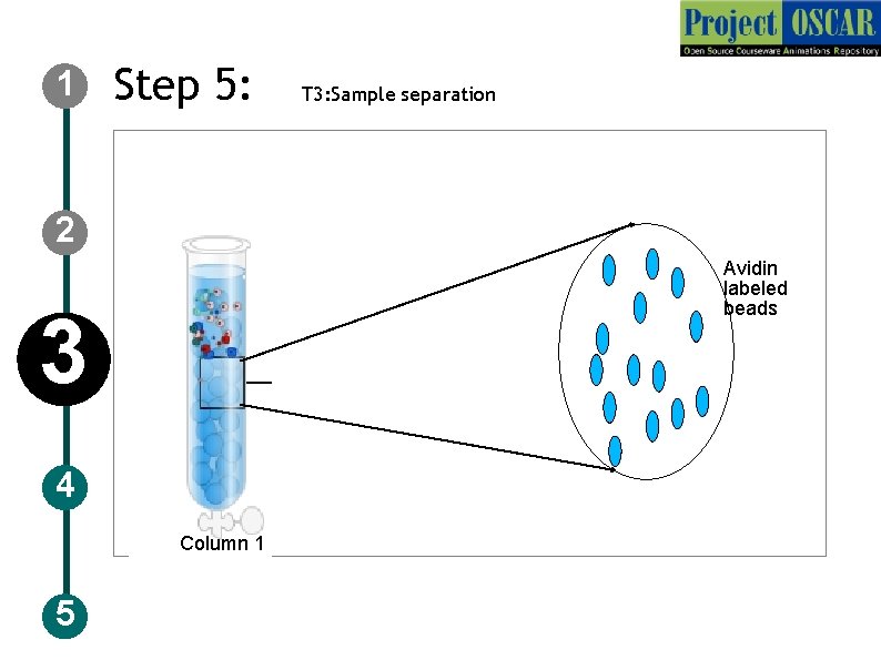 1 Step 5: T 3: Sample separation 2 Avidin labeled beads 3 4 Column