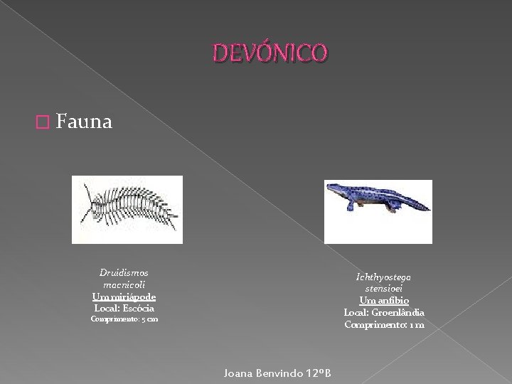 DEVÓNICO � Fauna Druidismos macnicoli Um miriápode Local: Escócia Ichthyostega stensioei Um anfíbio Local: