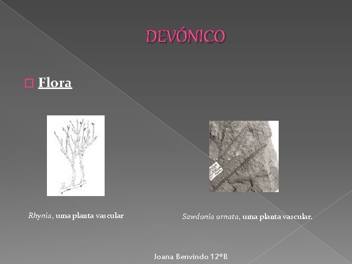 DEVÓNICO � Flora Rhynia, uma planta vascular Sawdonia ornata, uma planta vascular. Joana Benvindo