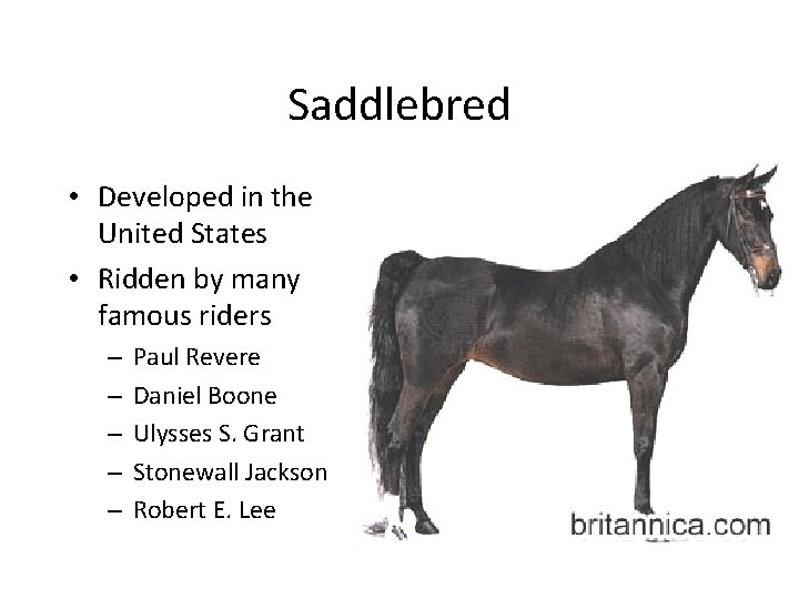 Saddlebred • Developed in the United States • Ridden by many famous riders –