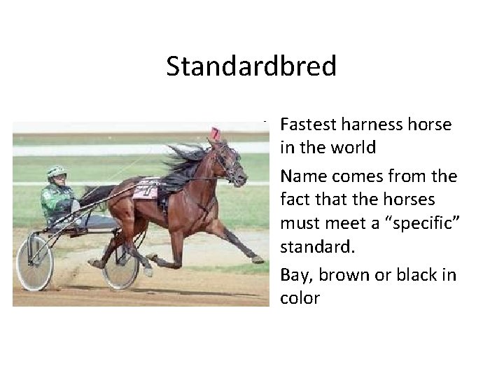 Standardbred • Fastest harness horse in the world • Name comes from the fact