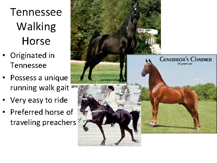 Tennessee Walking Horse • Originated in Tennessee • Possess a unique running walk gait