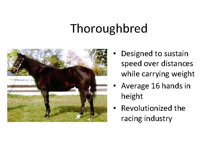 Thoroughbred • Designed to sustain speed over distances while carrying weight • Average 16