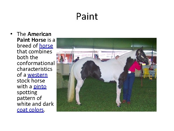 Paint • The American Paint Horse is a breed of horse that combines both