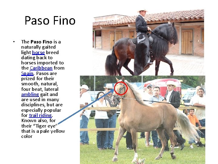 Paso Fino • The Paso Fino is a naturally gaited light horse breed dating