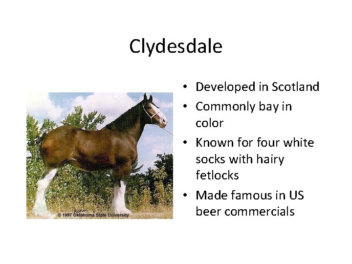 Clydesdale • Developed in Scotland • Commonly bay in color • Known for four