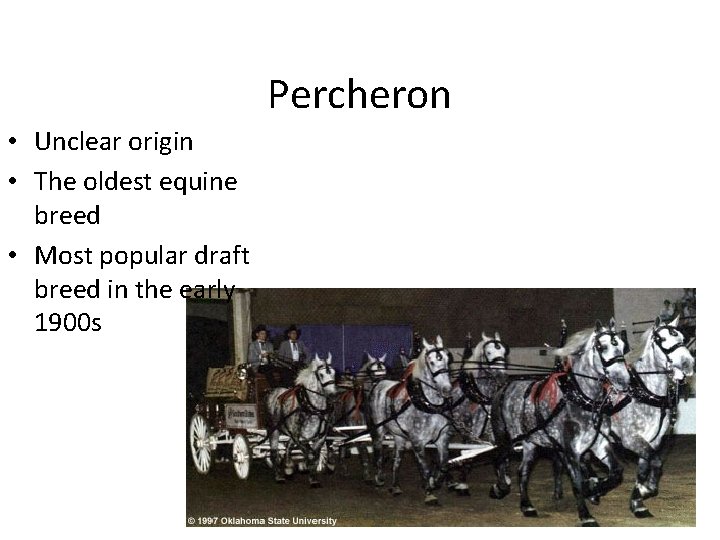 Percheron • Unclear origin • The oldest equine breed • Most popular draft breed