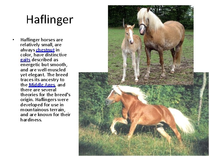 Haflinger • Haflinger horses are relatively small, are always chestnut in color, have distinctive