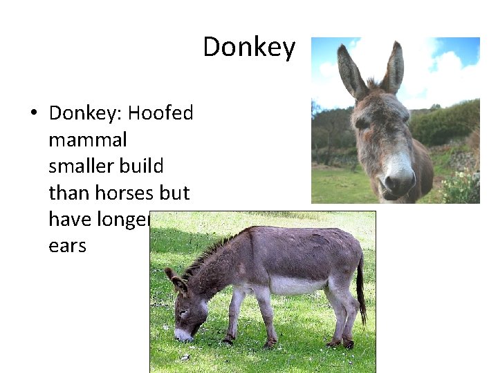 Donkey • Donkey: Hoofed mammal smaller build than horses but have longer ears 