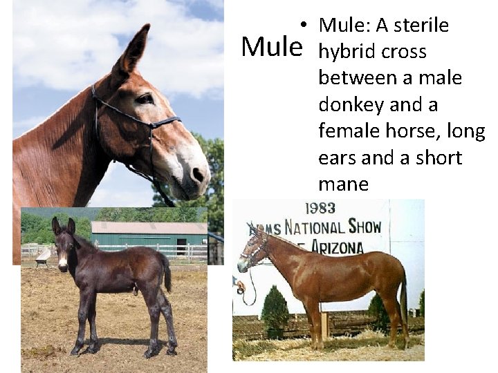  • Mule: A sterile Mule hybrid cross between a male donkey and a