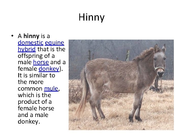 Hinny • A hinny is a domestic equine hybrid that is the offspring of