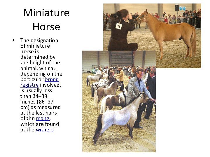 Miniature Horse • The designation of miniature horse is determined by the height of