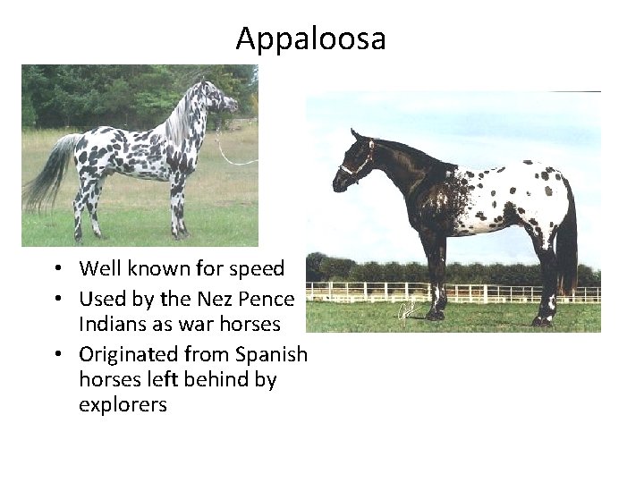 Appaloosa • Well known for speed • Used by the Nez Pence Indians as