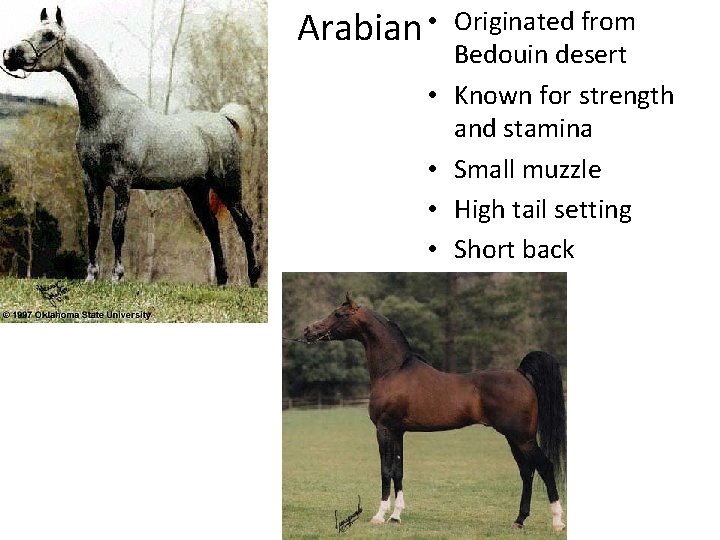 Arabian • • • Originated from Bedouin desert Known for strength and stamina Small