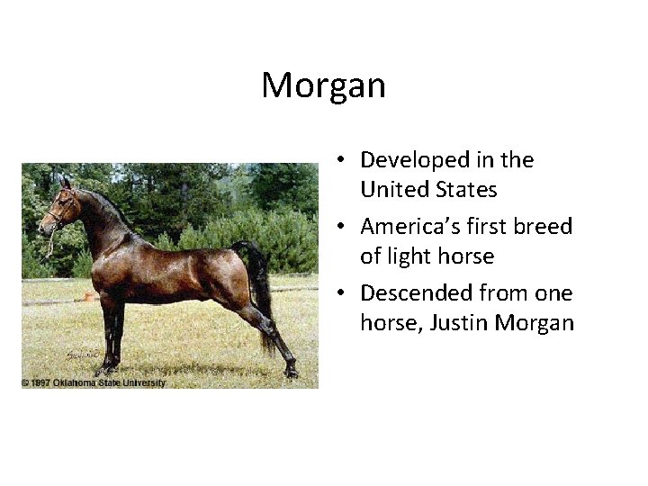 Morgan • Developed in the United States • America’s first breed of light horse