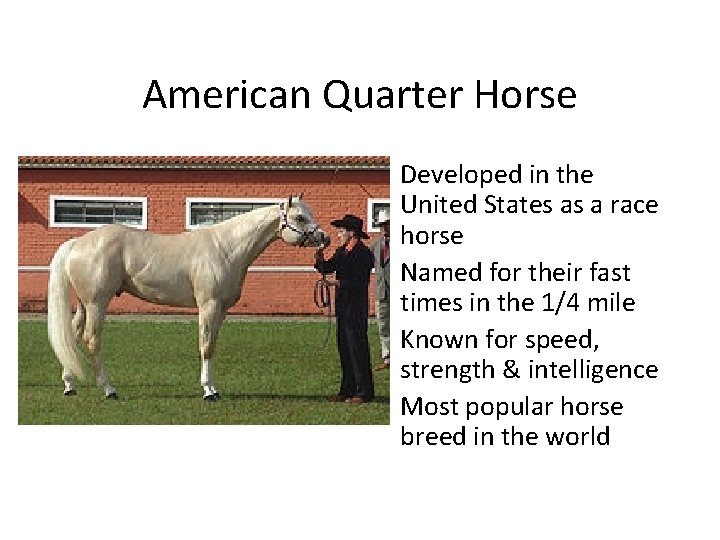 American Quarter Horse • Developed in the United States as a race horse •
